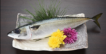 mackerel_img02.jpg